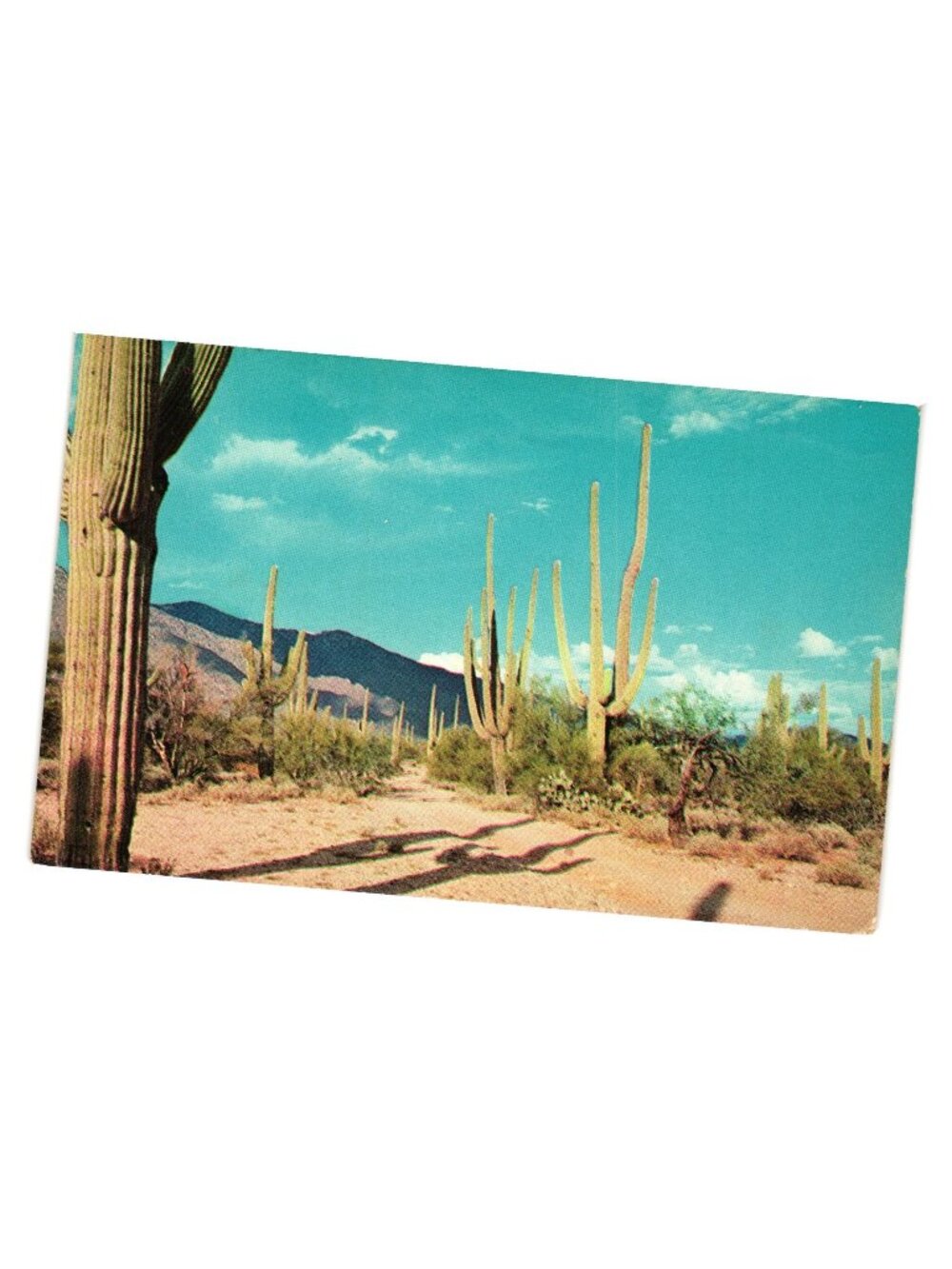 Vintage Postcard Cactus Scenic Landscape Dexter Press Freelance Photographers